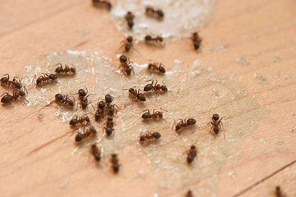 Best Local Pest Control Services  in Fayette, LA